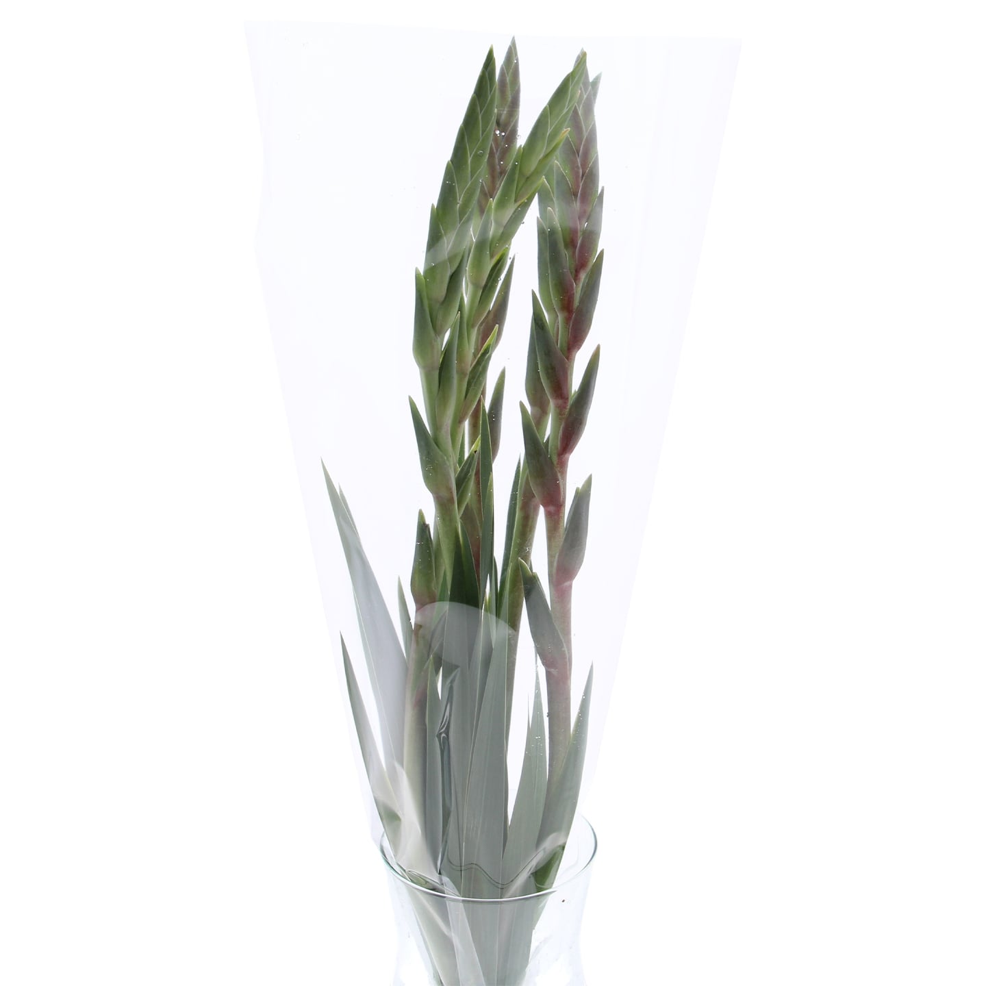 Buchet de gladiole 5 fire, per buchet, calitatea I