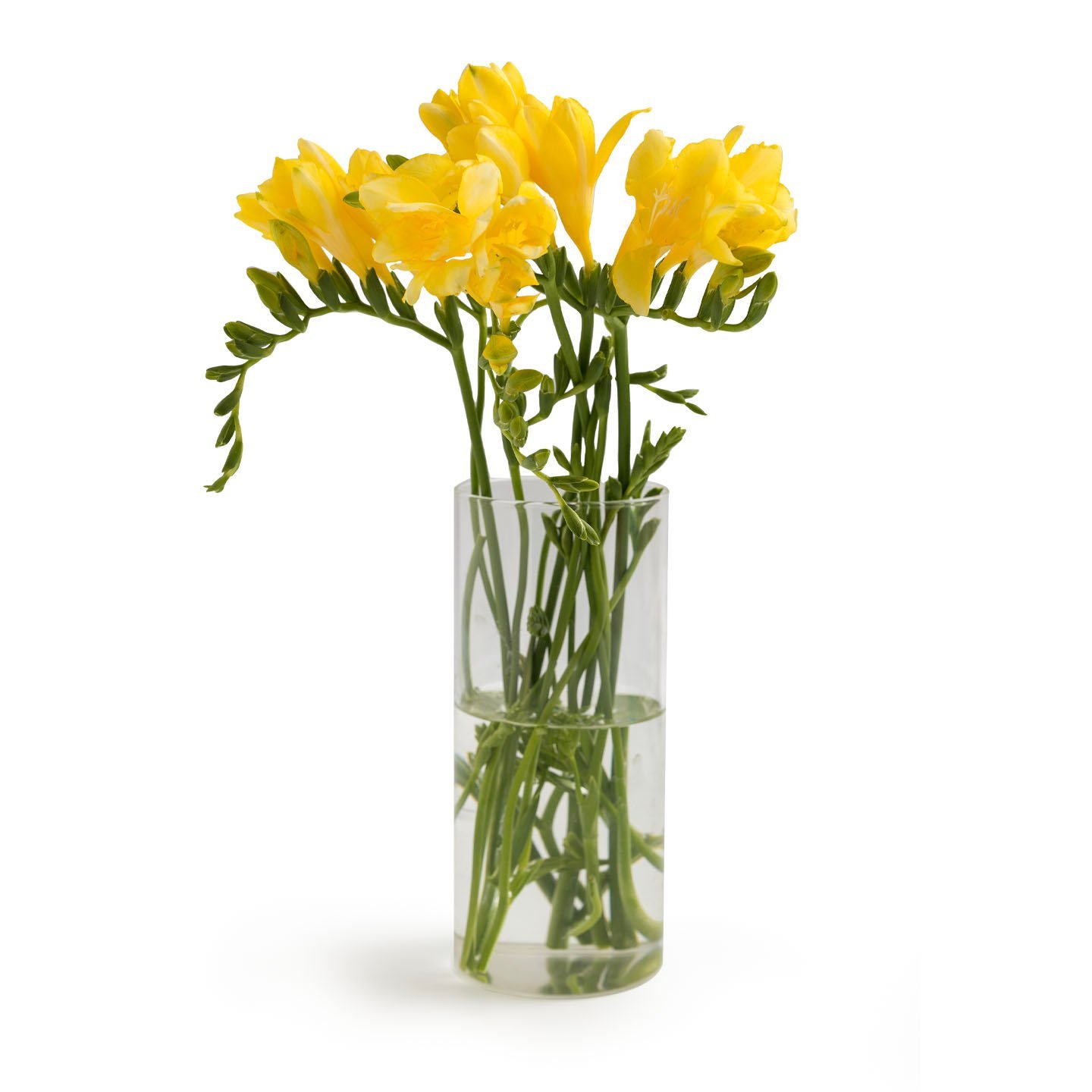 Buchet de frezii 5 fire, calitatea I