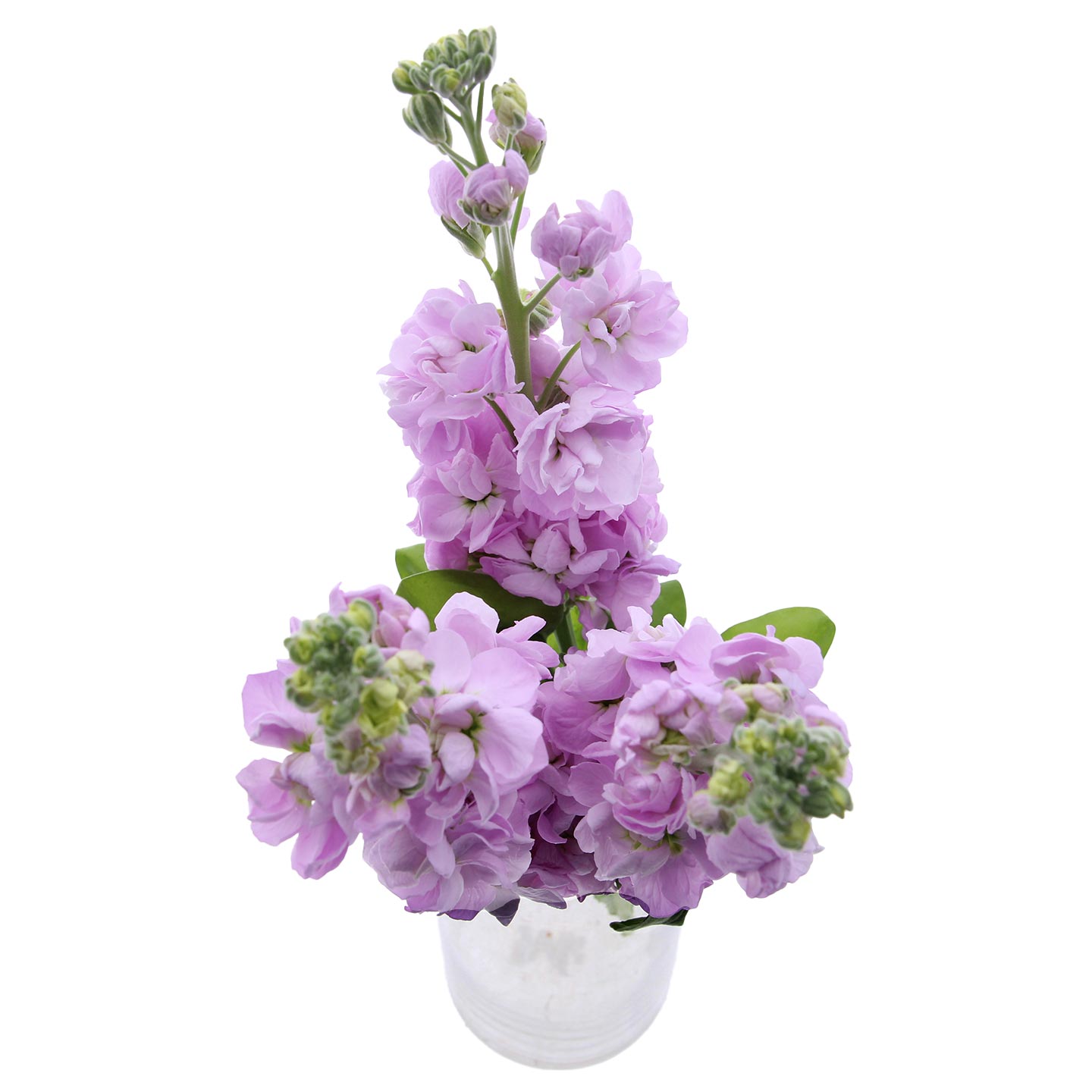 Buchet Matthiola 3 fire