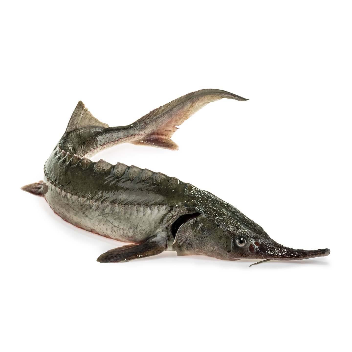 Sturion per 100g