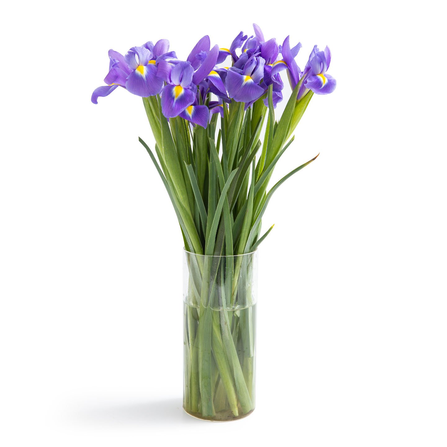 Buchet de Iris, calitatea I