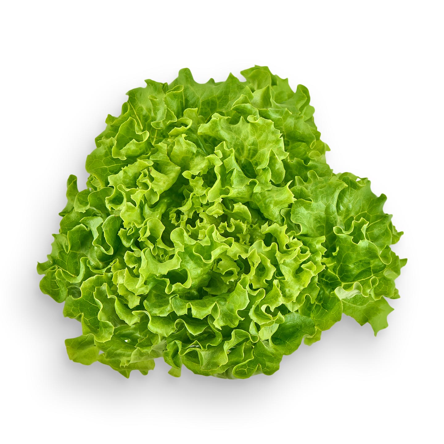 Salată Lollo blondă per bucată calitatea I
